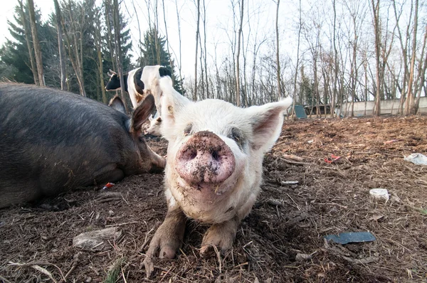 Çiftlikteki domuz — Stok fotoğraf