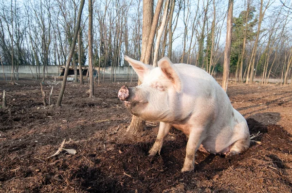 Schwein auf dem Bauernhof — Stockfoto