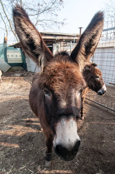 Donkeys on the farm — Zdjęcie stockowe