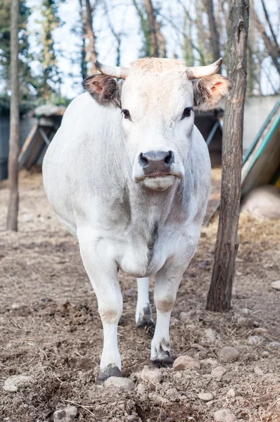 Bílá kráva na farmě — Stock fotografie