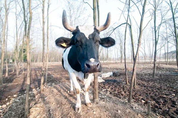 農場で牛します。 — ストック写真