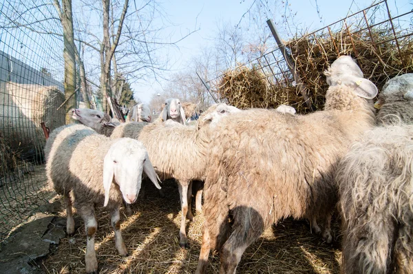 Ovejas que comen gratis en la granja — Foto de Stock