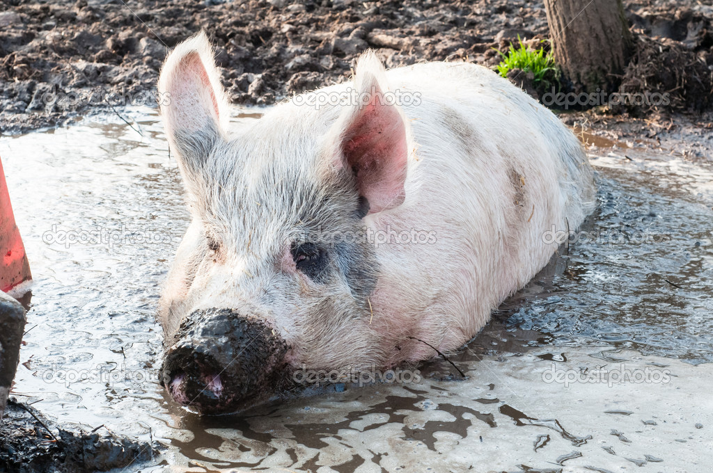 pig in mud on the farm