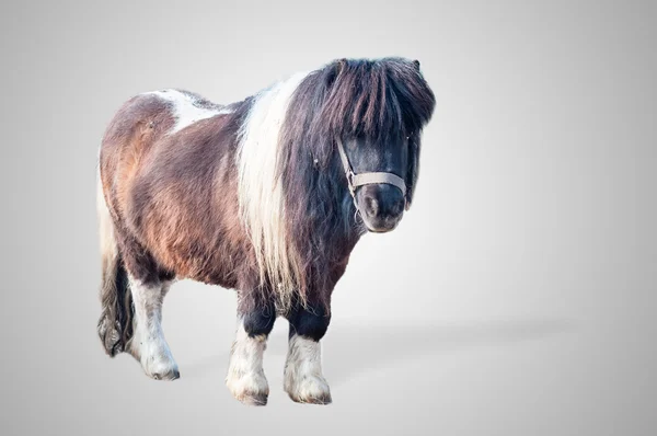 Pony sobre fondo gris —  Fotos de Stock