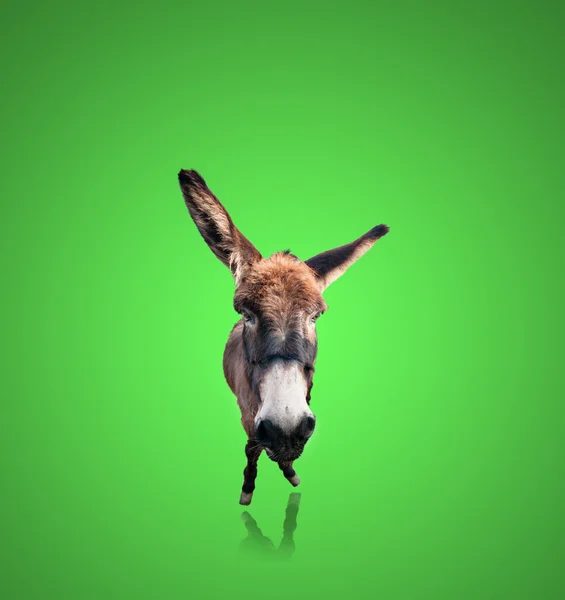 Burro divertido aislado — Foto de Stock