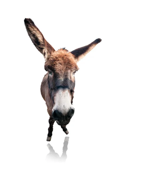 Burro divertido aislado — Foto de Stock