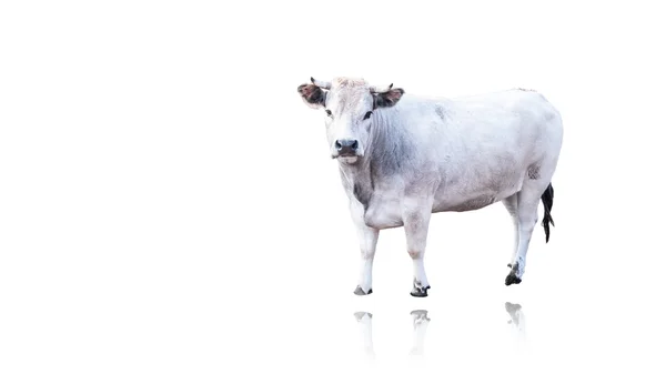 Белая корова на белом фоне — стоковое фото