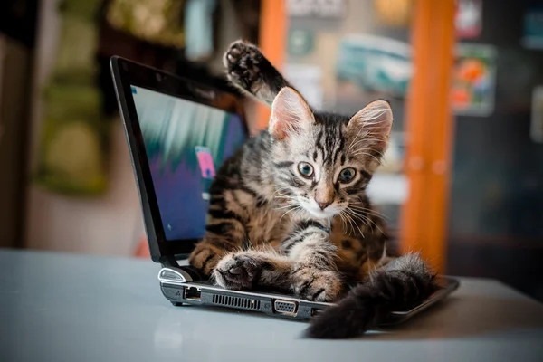 Kat liggend op de laptop — Stockfoto