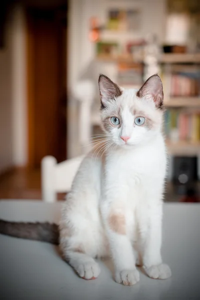Кошка на столе — стоковое фото