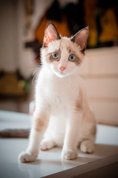 Kat op tafel — Stockfoto