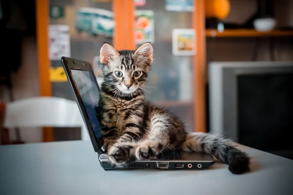 Gatto sdraiato sul taccuino — Foto Stock