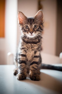 Masadaki kedi.