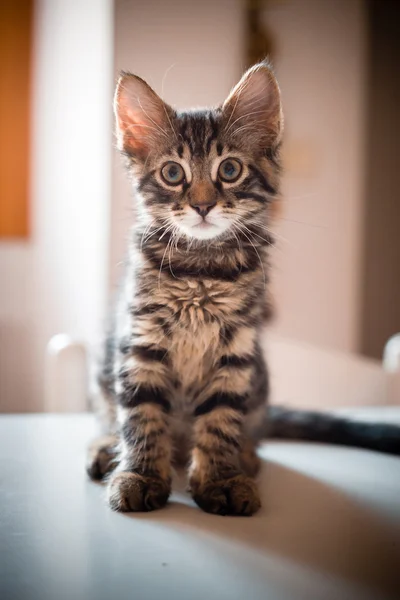 Kat op tafel — Stockfoto