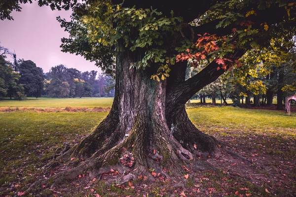 秋の公園風景 — ストック写真