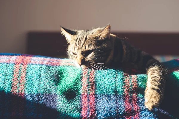 Gato en la cama en casa — Foto de Stock