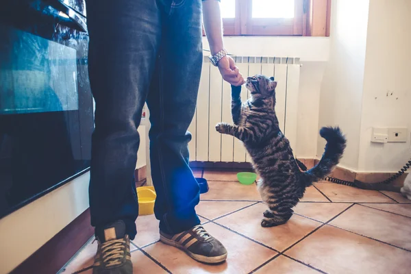 Gatos y piernas en la cocina — Foto de Stock