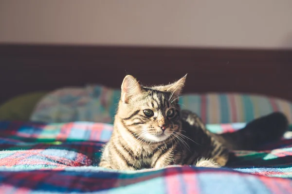Katten på sängen hemma — Stockfoto