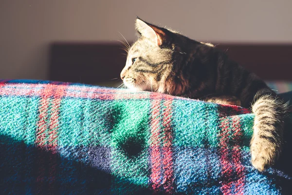 Кошка на кровати дома — стоковое фото