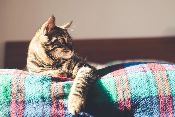 Katten på sängen hemma — Stockfoto