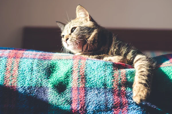 Katten på sängen hemma — Stockfoto