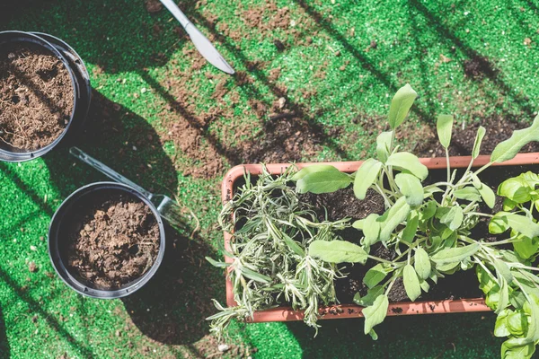 Pots and plants — Stock Photo, Image