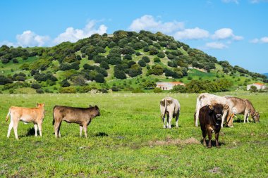 Sardunyalı nuraghe doğal peyzaj