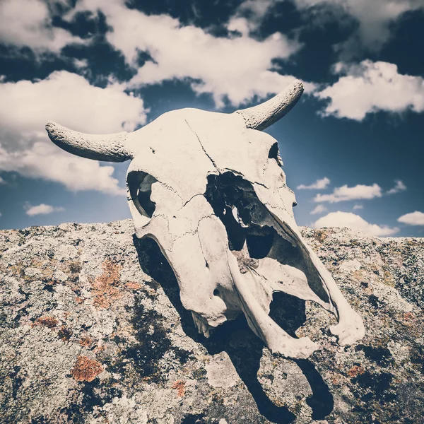 Bull Scull — Stock Photo, Image