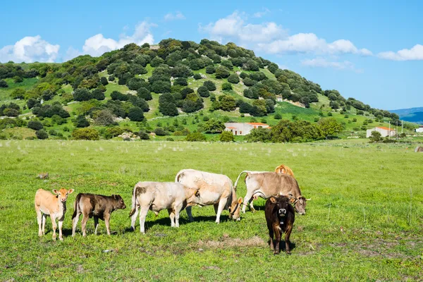 サルデーニャのヌラーゲ自然風景 — ストック写真