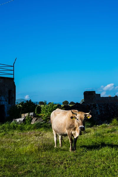 Sardinian nuraghe natural landscape — Stock Photo, Image