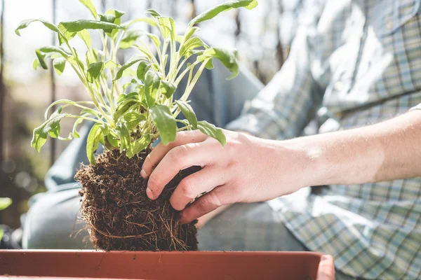 Man tangan berkebun — Stok Foto