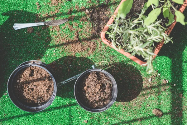 Pots and plants — Stock Photo, Image