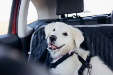 Arabayla seyahat ederken sevimli beyaz maremma çoban köpeği köpek koşumuyla 