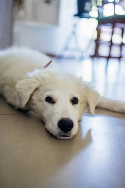 Portrait Loyal Tender White Maremma Shepdog Indoors Home — Stock Photo, Image