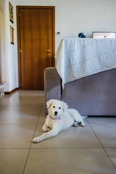 Ung Vit Maremma Fårhund Inomhus — Stockfoto