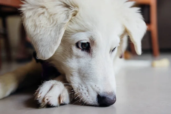 Portrait Puppy White Sheepdog Maremma Indoors Home Resting Lovely — Stock Photo, Image