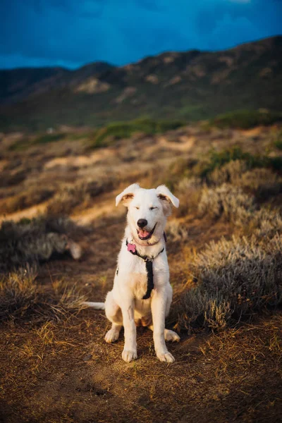 Vit Herde Maremma Valp Hund Sardinia Landsbygden — Stockfoto