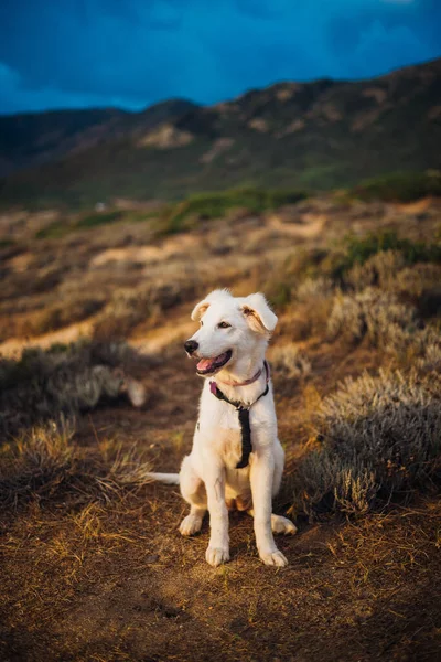 Vit Herde Maremma Valp Hund Sardinia Landsbygden — Stockfoto