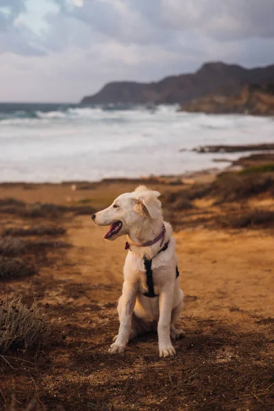 Vit Herde Maremma Valp Hund Sardinia Landsbygden — Stockfoto