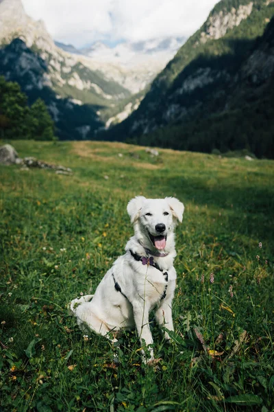 Pies Pasterski Białej Maremmy Łące — Zdjęcie stockowe