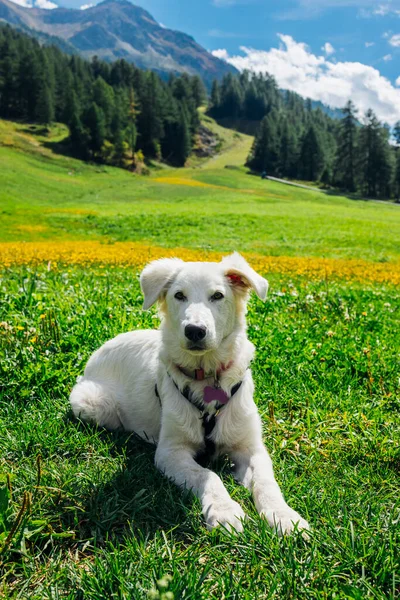 Pies Pasterski Białej Maremmy Łące — Zdjęcie stockowe
