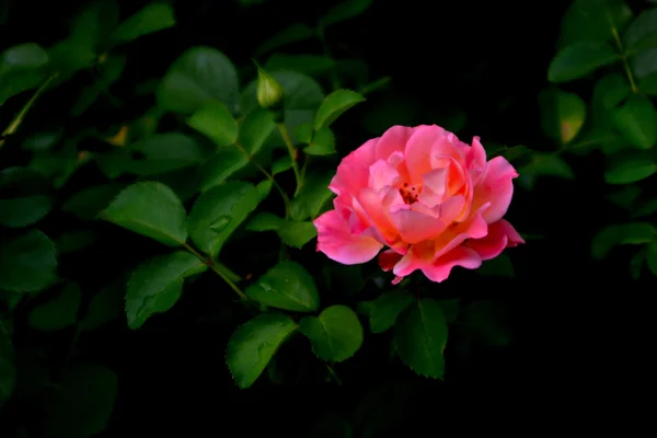 Rosa rosa — Foto de Stock