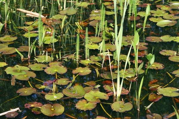 豊かな池 — ストック写真