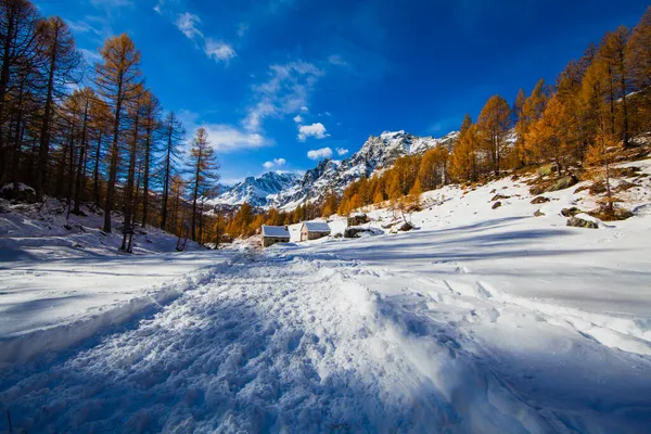 Alpe Devero Winter Mit Schneebedeckten Hängen Und Winterfarbenen Wäldern Stockbild