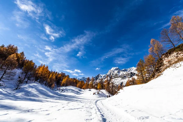 Alpe Devero Στην Κοιλάδα Ossola Κατά Χειμερινή Περίοδο Χιονισμένα Μονοπάτια Εικόνα Αρχείου