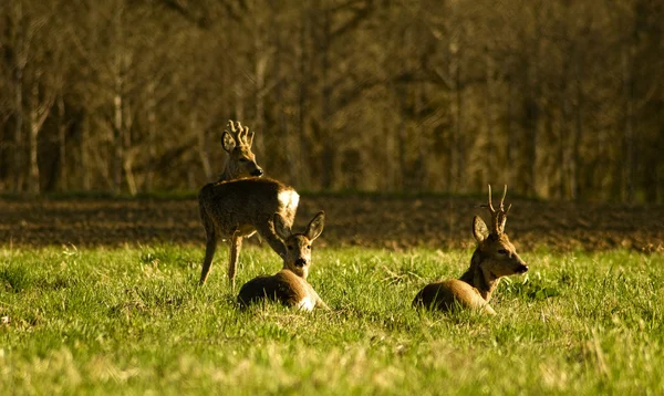 Troupeau de cerfs Images De Stock Libres De Droits