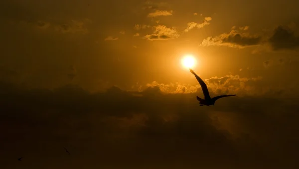 Lokki auringonlaskun taivaalla — kuvapankkivalokuva