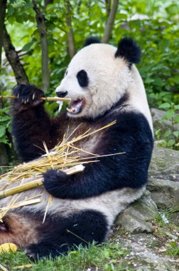 Panda bambu yiyor.
