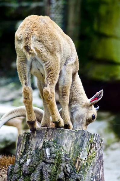 Baby mouflon — Stock Photo, Image