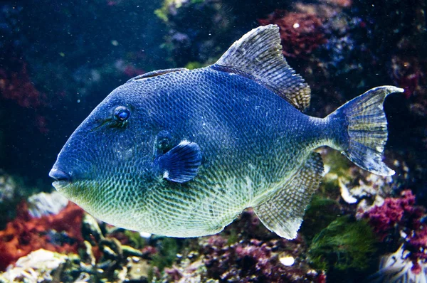 Тропические рыбы в своей среде обитания — стоковое фото