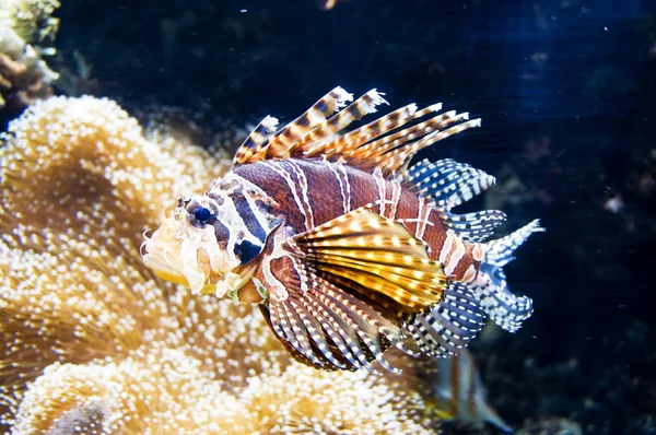 Pesce leone — Foto Stock